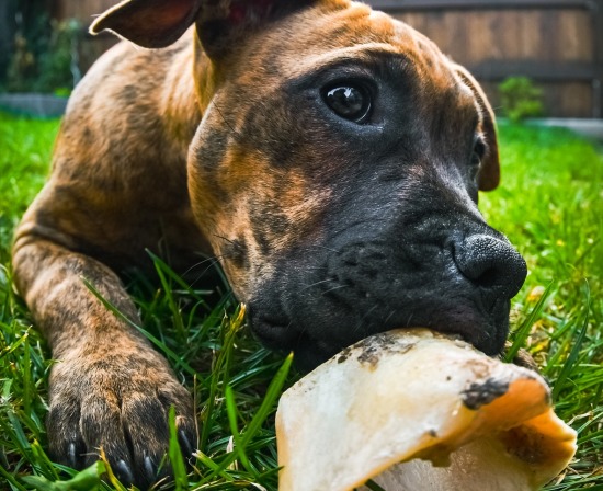Snack para perros. ¿Cuáles, cómo y por qué?